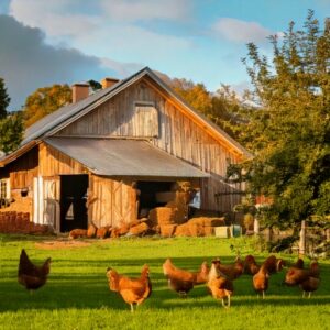 Chickens grazing at a farm near me