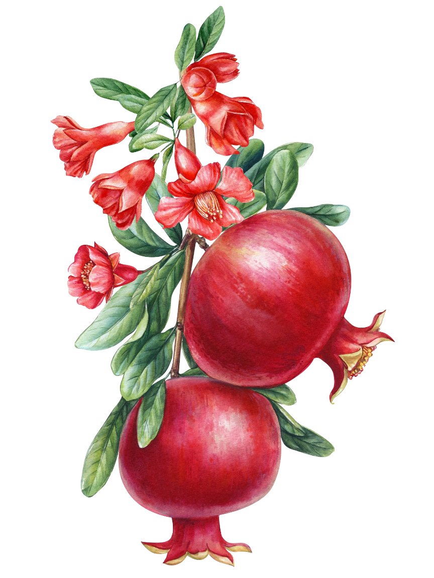 Organic Pomegranate Throttle Artisan Tea 2 Organic Pomegranate Throttle Artisan Tea - Image 2