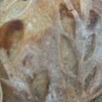 Caramelized Onion Asiago