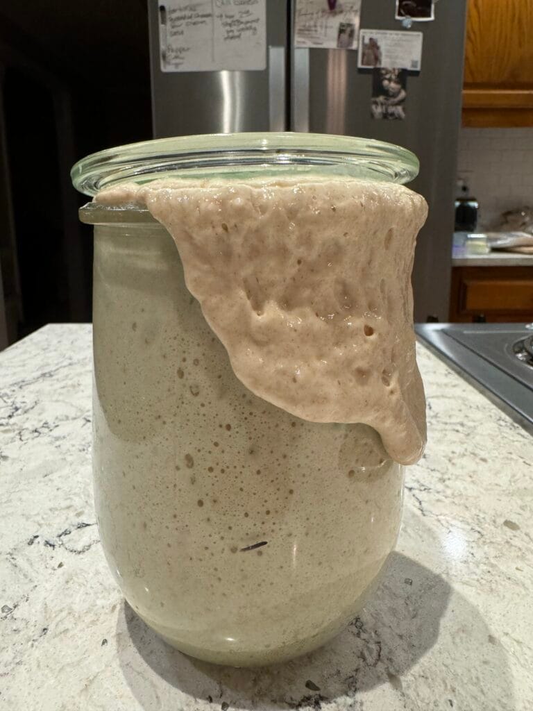 Sourdough Starter